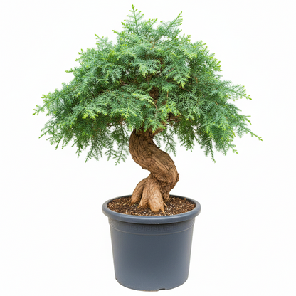 Araucaria Bonsai Decor