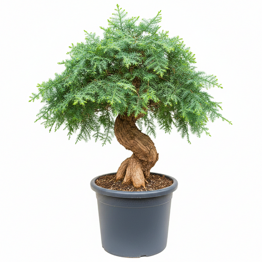 Araucaria Bonsai Decor