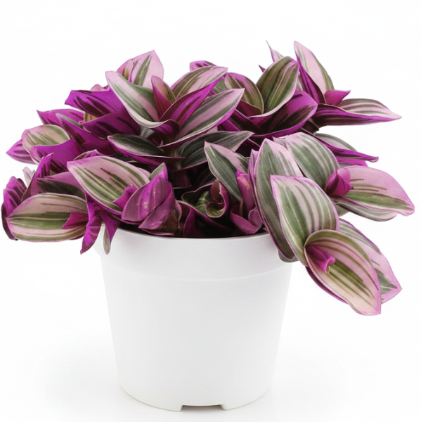 Fantasy Venice, Tradescantia Nanouk