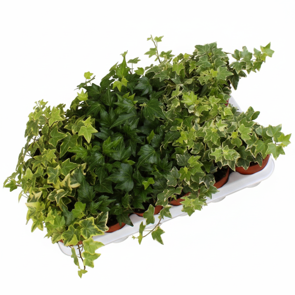 Hedera helix or English Ivy (Mixed Per Plant)