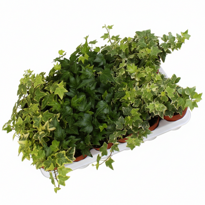 Hedera helix or English Ivy (Mixed Per Plant)