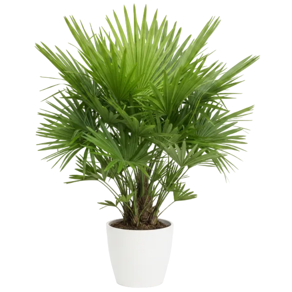 Livistona Palm, Footstool Palm, Table Palm, Fan Palm - Greenie.ae Dubai UAE Delivery Online Shop