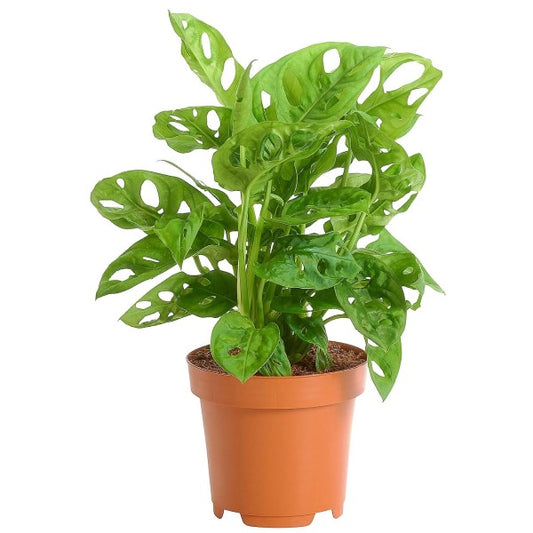 Monstera Adansonii, Swiss Cheese Plant