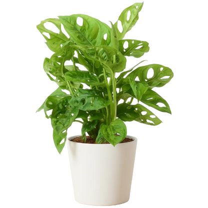 Monstera Adansonii, Swiss Cheese Plant