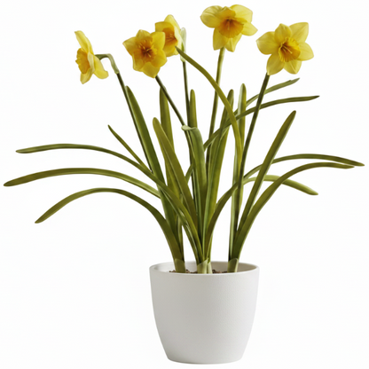 Daffodil, Narcissus