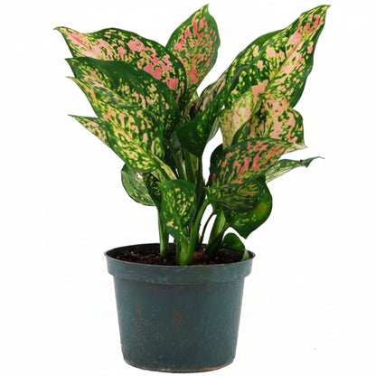 Aglaonema Sp , Wishes - www.Greenie.ae Buy online Best and Healthy Plants and quality products guarantee in Dubai Plants Shop in Dubai Abu Dhabi all over UAE Plants near me Fresh Plants in Dubai where to buy plants in UAE - Greenie.ae