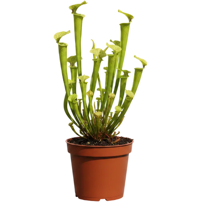 American Pitchers, Sarracenia
