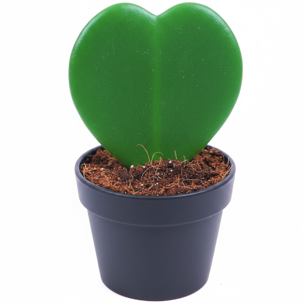 Lucky Heart, Hoya Kerrii