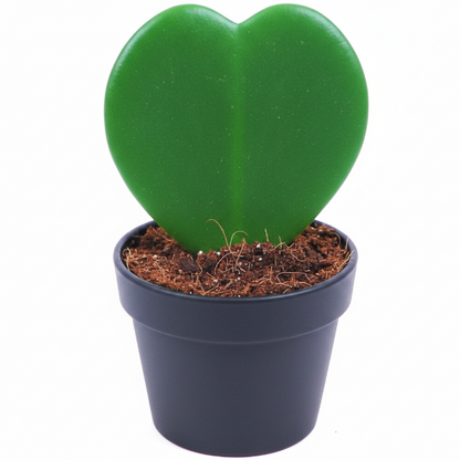 Lucky Heart, Hoya Kerrii