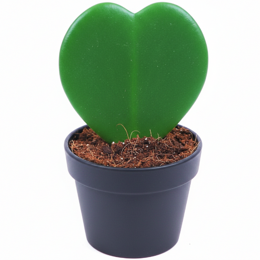 Lucky Heart, Hoya Kerrii
