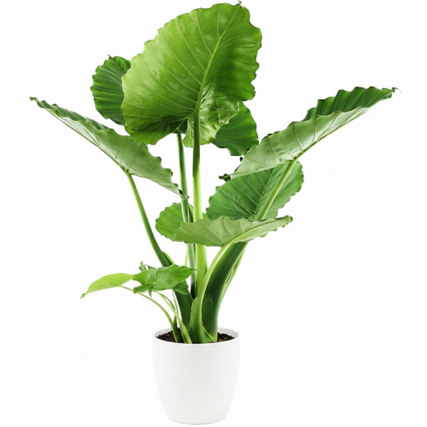Alocasia Gageana, Elephant Ear, Alocasia California - Greenie.ae Dubai UAE Delivery Online Shop
