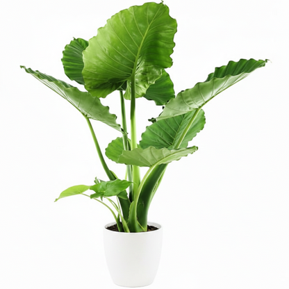 Alocasia Gageana, Elephant Ear, Alocasia California - Greenie.ae Dubai UAE Delivery Online Shop