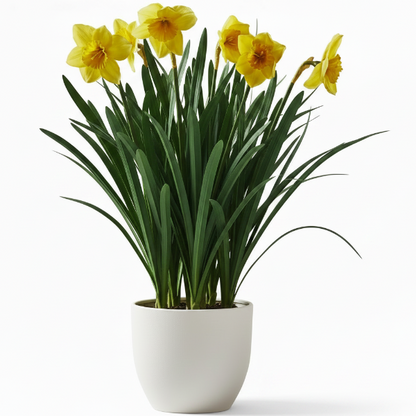 Daffodil, Narcissus