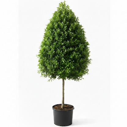 Damas tree, Conocarpus erectus