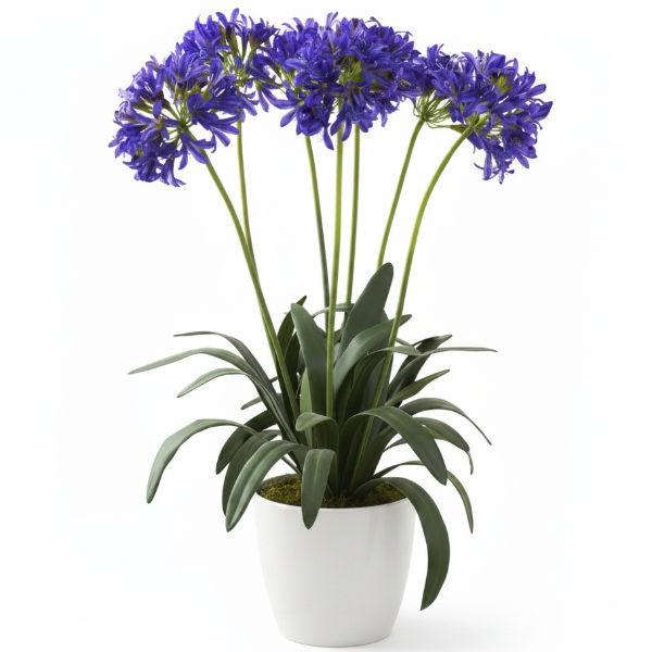Agapanthus African, African Lily