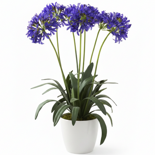 Agapanthus African, African Lily