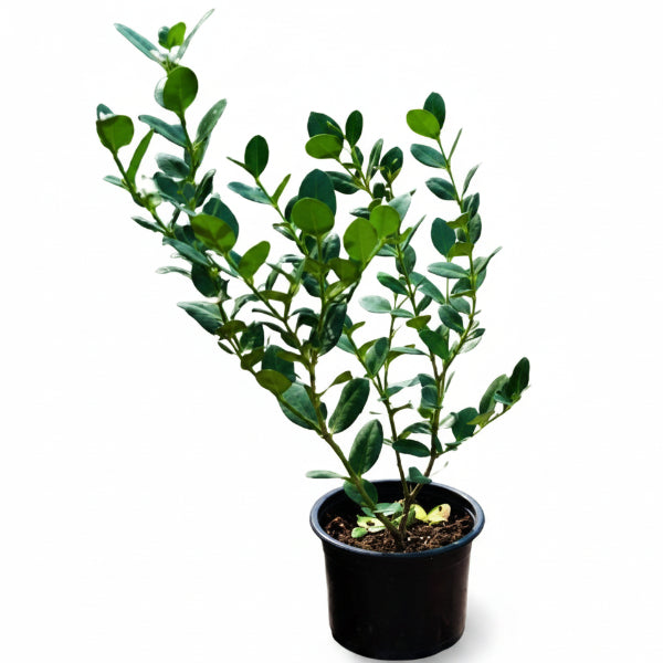 Carissa Grandiflora NATAL PLUM Seeds – Fragrant Flowers, Bush & Shrub