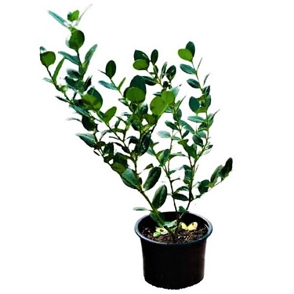Carissa Grandiflora, Prostrata, Natal Plum - www.Greenie.ae Buy online Best and Healthy Plants and quality products guarantee in Dubai Plants Shop in Dubai Abu Dhabi all over UAE Plants near me Fresh Plants in Dubai where to buy plants in UAE - Greenie.ae