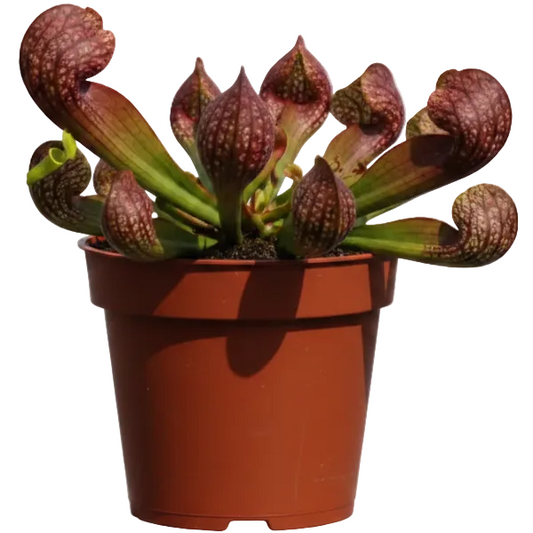 American Pitchers, Sarracenia