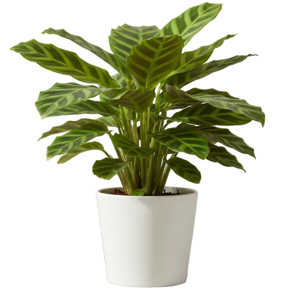 Zebra Plant, Calathea Zebrina - Greenie.ae Dubai UAE Delivery Online Shop