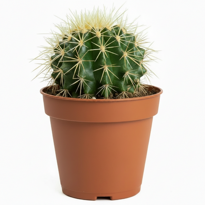Ball Cactus, Barrel - Greenie.ae Dubai UAE Delivery Online Shop