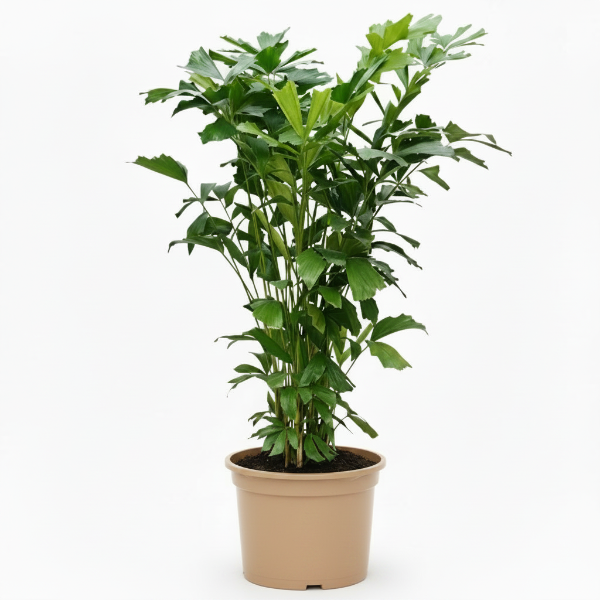 Fishtail Palm, Caryota Mitis