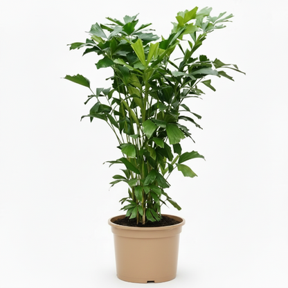 Fishtail Palm, Caryota Mitis