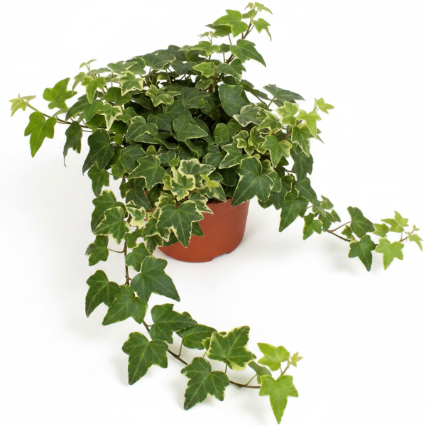 Hedera helix or English Ivy (Mixed Per Plant)