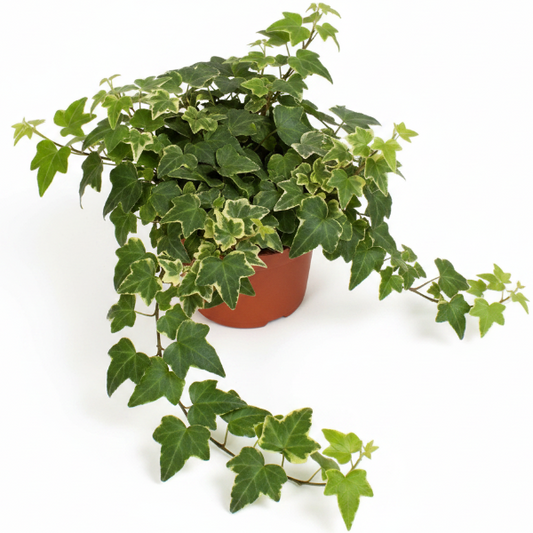Hedera helix or English Ivy (Mixed Per Plant)