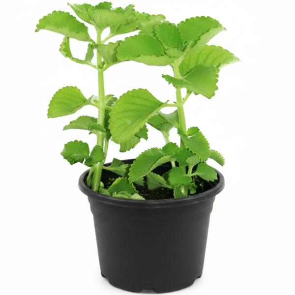 Oregano Cuban, Ajwain, Spanish thyme, Indian borage, Mexican mint - Greenie.ae Dubai UAE Delivery Online Shop