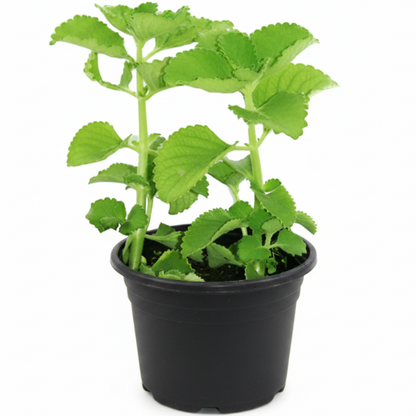 Oregano Cuban, Ajwain, Spanish thyme, Indian borage, Mexican mint - Greenie.ae Dubai UAE Delivery Online Shop