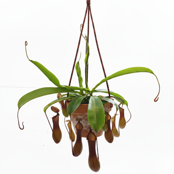 Monkey Jar , Nepenthes