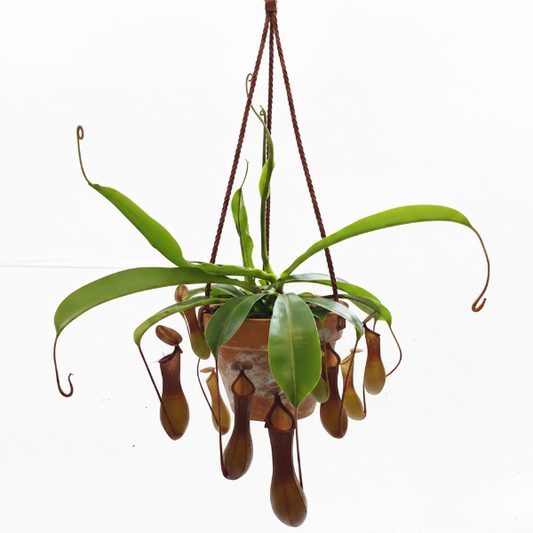 Monkey Jar , Nepenthes