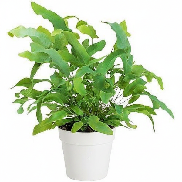 Blue Star Fern, Phlebodium Blue Star