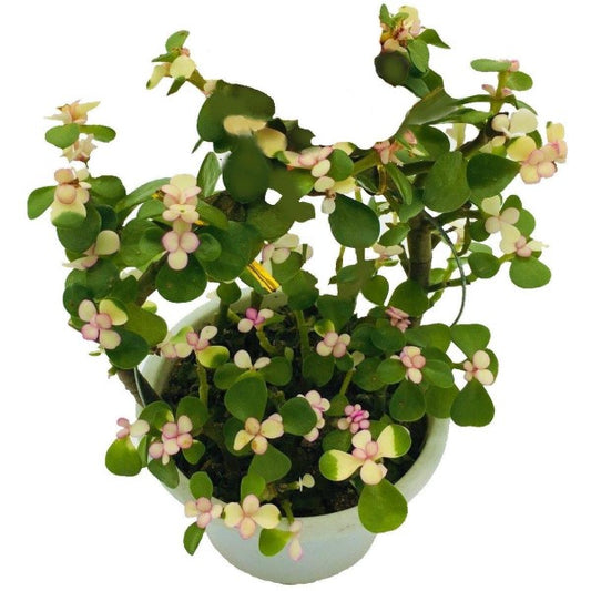 Elephant Bush, Portulacaria - www.Greenie.ae Buy online Best and Healthy Plants and quality products guarantee in Dubai Plants Shop in Dubai Abu Dhabi all over UAE Plants near me Fresh Plants in Dubai where to buy plants in UAE - Greenie.ae
