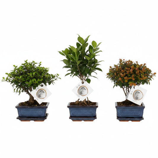 Mini Bonsai Mixed (One Plant in Pot)
