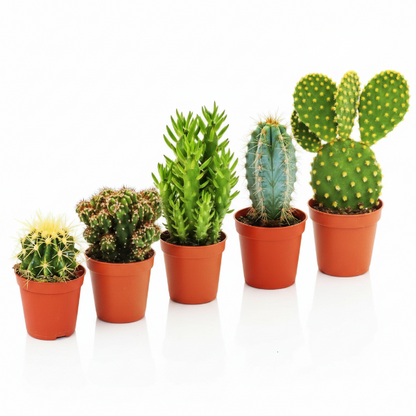Ornamental Cactus