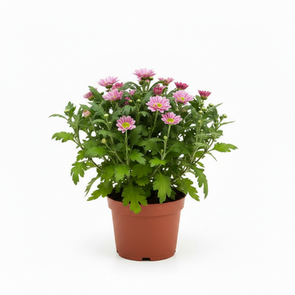 Chrysanthemum per plant