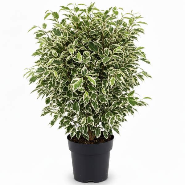 Ficus Benjamina, Twilight