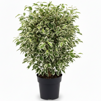 Ficus Benjamina, Twilight
