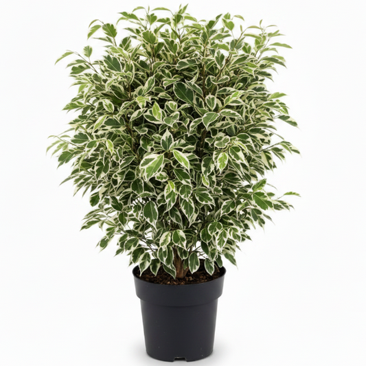 Ficus Benjamina, Twilight