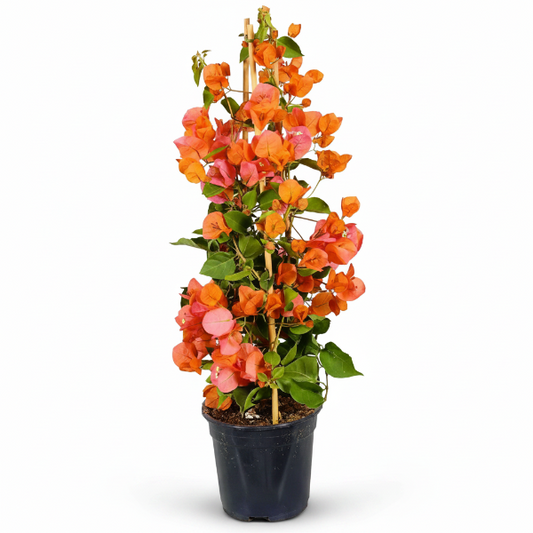 Bougainvillea Spectabilis Orange
