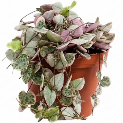 String of Hearts, Ceropegia Woodii, Variegated