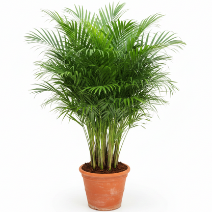 Areca Palm , Chrysalidocarpus lutescens (Outdoor)