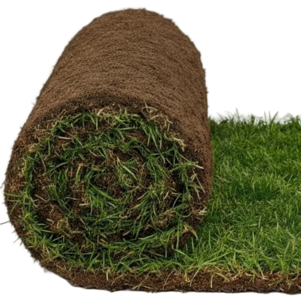 Natural Carpet Grass, Paspalium vaginatum - Greenie.ae Dubai UAE Delivery Online Shop