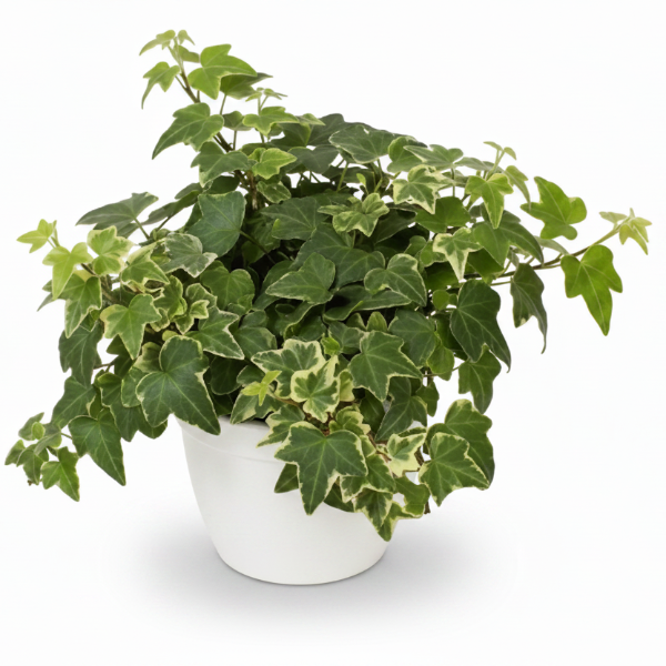 Hedera helix or English Ivy (Mixed Per Plant)