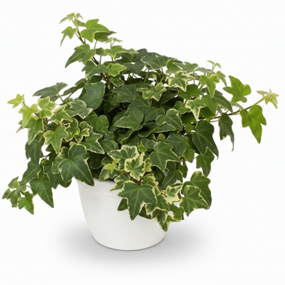 Hedera helix or English Ivy (Mixed Per Plant)