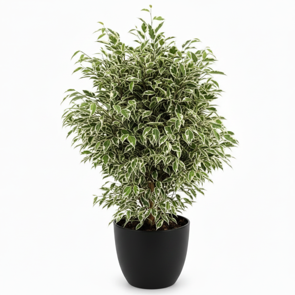 Ficus Benjamina, Twilight