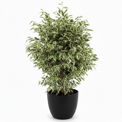 Ficus Benjamina, Twilight