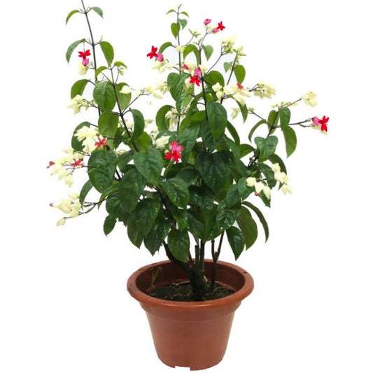 Clerodendrum Thomsoniae, Pink Bleeding Heart Vine - www.Greenie.ae Buy online Best and Healthy Plants and quality products guarantee in Dubai Plants Shop in Dubai Abu Dhabi all over UAE Plants near me Fresh Plants in Dubai where to buy plants in UAE - Greenie.ae
